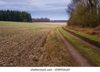 A Scenic Winding Track Through Woodlands And Fields, North Wessex Downs, AONB 