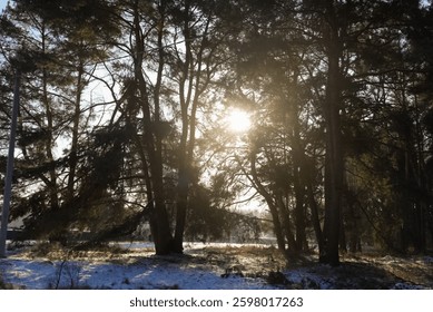 Scenic winter forest landscape with sunlight shining through tall pine trees on cold morning. Snow-covered ground and golden rays create peaceful and magical atmosphere. Nature and tranquility.