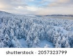 Scenic winter landscape. Beautiful aerial view of a snowy forest and a sea bay. Top view of snow-covered larch trees. Winter nature of the Magadan region and Siberia. Far East of Russia. Cold weather.