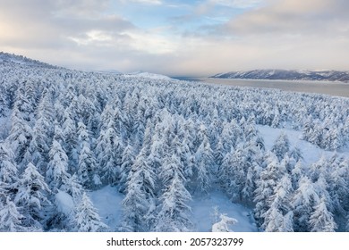 Scenic Winter Landscape. Beautiful Aerial View Of A Snowy Forest And A Sea Bay. Top View Of Snow-covered Larch Trees. Winter Nature Of The Magadan Region And Siberia. Far East Of Russia. Cold Weather.