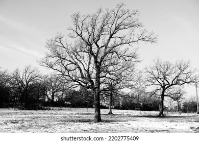 Scenic Winter Landscape Over Texas Field With Trees In Snow.