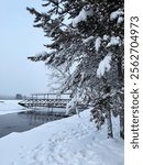 Scenic winter landscape with snow-covered pine tree on the snowy river bank and a bridge in the distance. Natural background. Winter travel and walks during New Year holidays