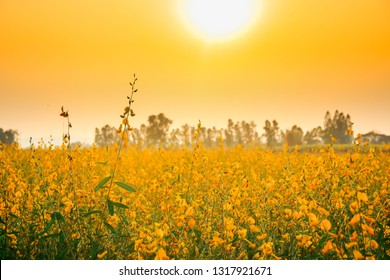 Scenicview Landscape of yellow Sunn Hemp (Crotalaria juncea, Leguminosae) field or Madras hemp or Chanvre indien, it is grown to improve the soil with sun light and golden sky background in Thailand.