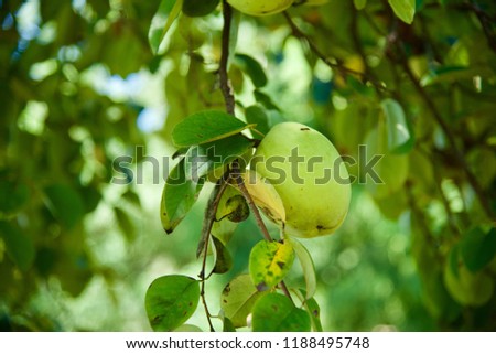 Similar – Image, Stock Photo ripe apple on a tree Apple