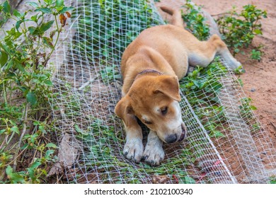 A Scent Hound Puppy Lying On A Net