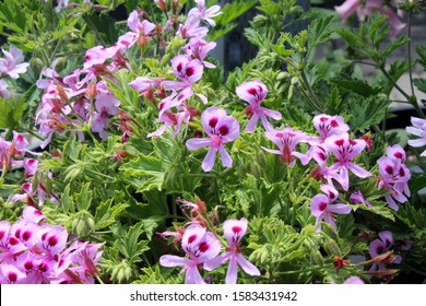 333 Citronella pelargonium Images, Stock Photos & Vectors | Shutterstock