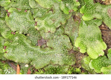 Scented Liverwort