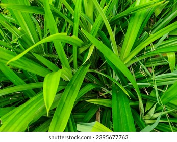 Scented Pandan or Screwpine (Pandanus Amaryllifolius). A Species of the Pandanaceae Family. Aromatic Green Leaves. Foliage Background.