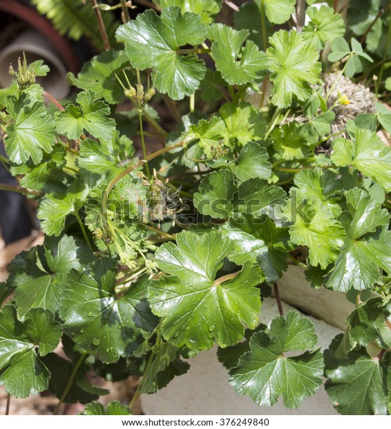 Scented shiny green  leaves of Pelargonium\
grossularioides ( Coconut Scented Geranium ) may be used in cooking\
, potpourris ,  teas, cakes, jams, wine, ointments, and perfumes\
being a  useful plant.