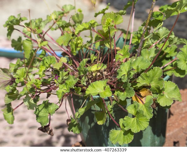Scented shiny green  leaves of Pelargonium\
grossularioides ( Coconut Scented Geranium )  used in cooking ,\
potpourris ,  teas, cakes, jams, wine, ointments, and perfumes\
being a  useful  potted\
plant.