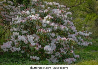 Scented spring flowers of the rhododendron loderi king george