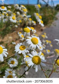 Scentless Mayweed Flowers Daisy Bloom 