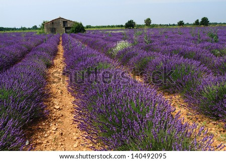 #A# Lavender Good Art