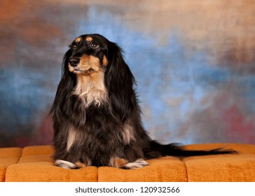 Schatzi the long-haired dachshund