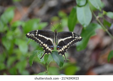 Schaus' swallowtail butterfly (Heraclides aristodemus ponceana), Key Largo, Florida, endangered species