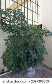 Schefflera Arboricola (dwarf Umbrella Tree) Plant