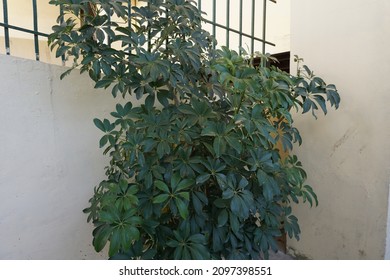 Schefflera Arboricola (dwarf Umbrella Tree) Plant