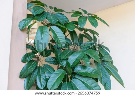 Schefflera ‘Amate’ (Big Leaf Schefflera) is a native of Australia and New Guinea. This plant has scientific name Heptapleurum actinophyllum, in the past, it has been known as Shefflera actinophylla.