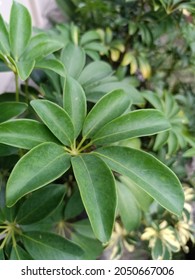 Schefflera Grandiflora Or Walisongo Plant In Indonesia. For Indoor It Can Purify The Air From Smoke Polution. The Leaves And Bark Can Be Used For Same Deseases Treatment.  