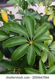 Schefflera Grandiflora Or Walisongo Plant In Indonesia. For Indoor It Can Purify The Air From Smoke Polution. The Leaves And Bark Can Be Used For Same Deseases Treatment.  