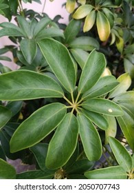 Schefflera Grandiflora Or Walisongo Plant In Indonesia. For Indoor It Can Purify The Air From Smoke Polution. The Leaves And Bark Can Be Used For Same Deseases Treatment.  