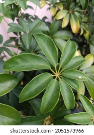 Schefflera Grandiflora Or Walisongo Plant In Indonesia. For Indoor It Can Purify The Air From Smoke Polution. The Leaves And Bark Can Be Used For Same Deseases Treatment.  