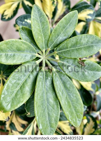 Schefflera plant (Schefflera spp.) with glossy green leaves radiating from central stems. Popular choice for low-maintenance indoor greenery. Ideal for home decor and office spaces.