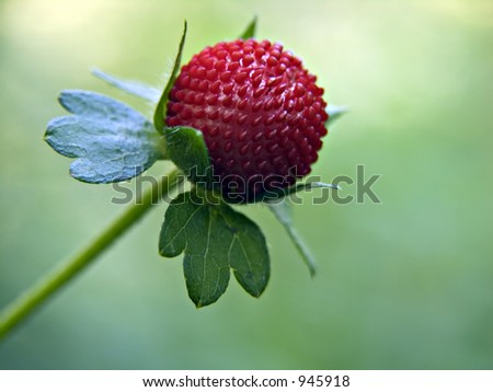 delicious fruit Food Fruit