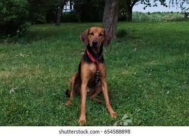 Stövare (Schiller Hound)