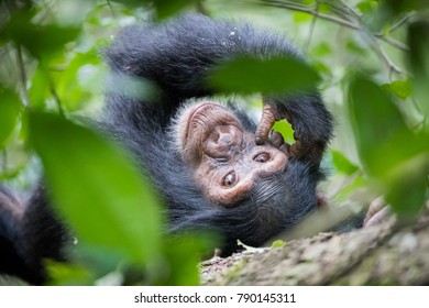Schimpanse - Uganda