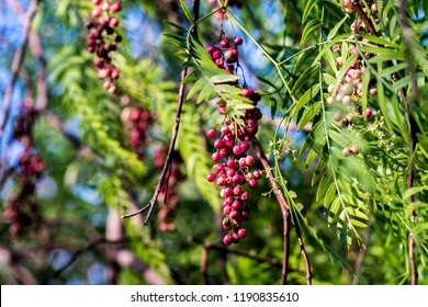 Schinus Molle Fruits