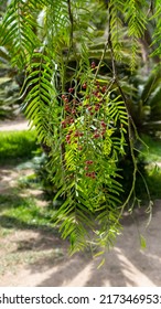 Schinus Molle Red Fruit On The Tree. Peruvian Pepper Tree