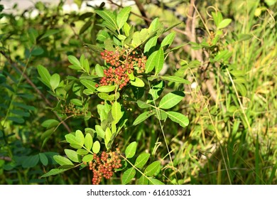 Schinus Terebinthifolius In The Field