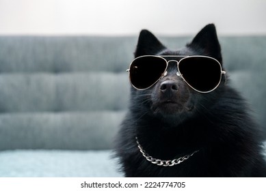 Schipperke dog in glasses. Thug life concept.