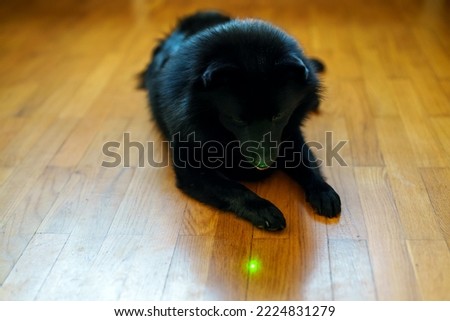 Schipperke dog playing with laser pointer.