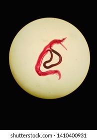 Schistosoma Mansoni Adult Stage In Light Microscope