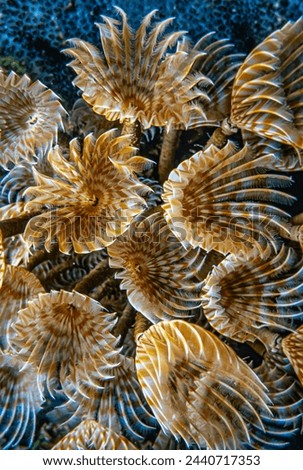 Schizobranchia insignis is a marine feather duster worm. It may be commonly known as the split-branch feather duster, split-plume feather duster, 