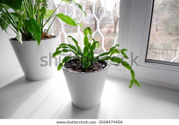 Schlumberger On Windowsill Closeup Schlumbergera Russelliana Stock ...