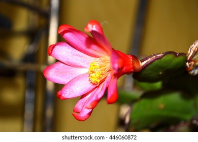 Schlumbergera