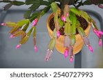 Schlumbergera (Christmas cactus, Thanksgiving cactus, crab cactus or holiday cactus) with delicate pink buds in a terracotta plant pot. Close-up, natural light