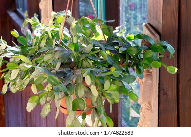 Schlumbergera In A Pot. Christmas Cactus. House Plant. Schlumbergera In A Early Morning.