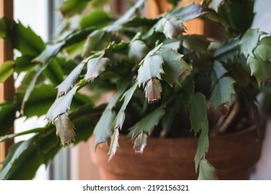 Schlumbergera truncata, Thanksgiving or Crab cactus plant growing new leaves - Shutterstock ID 2192156321