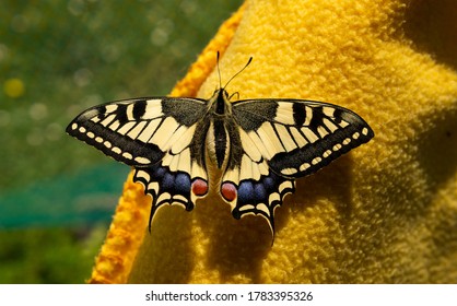 Schmetterling Schwalbenschwanz (Papilio machaon) Ritterfalter