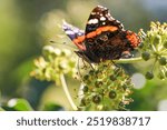 Schmetterling sitzt auf einer Blume