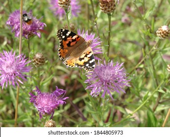 Schmetterling sitzt auf lila Kornblume