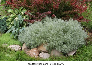 Schmidt wormwood (Artemisia Schmidtiana) in asummer garden landscape in composition with hosta plants and red leaf barberry bush.