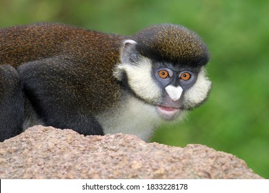 Schmidt's Guenon (Cercopithecus Ascanius Schmidti)