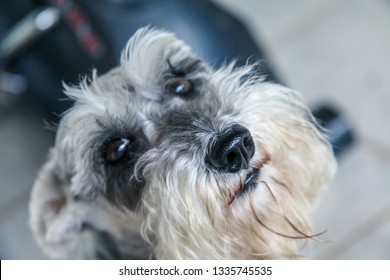 Schnauzer Dog Face Originally Germany Known Stock Photo 1335745535 ...