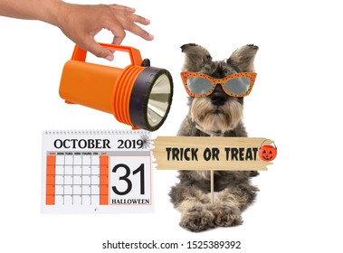 Schnauzer Dog Holding Trick Or Treat Wood Sign October 2019 Halloween Calendar Date And Hand Holding Orange Flash Light White Background