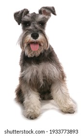 Schnauzer Dog Isolated On White Background Stock Photo 1933773893 ...